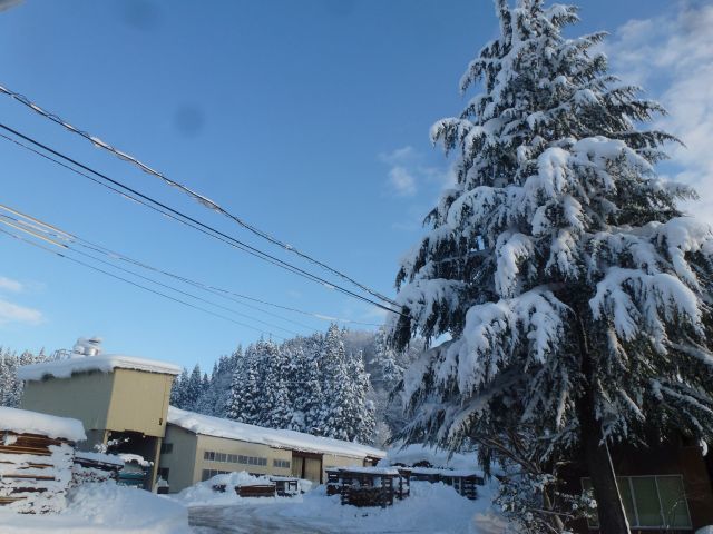 白鳥雪景色.jpg